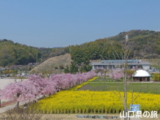 下松スポーツ公園の枝垂桜と菜の花