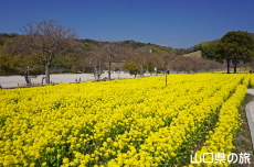 下松スポーツ公園の菜の花