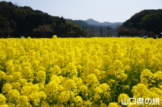下松スポーツ公園の菜の花