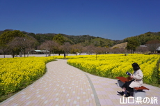 下松スポーツ公園の菜の花