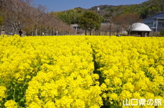 下松スポーツ公園の菜の花