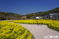 下松スポーツ公園の菜の花