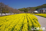 下松スポーツ公園の菜の花