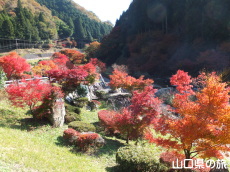 滝の口河川公園の紅葉