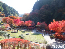 滝の口河川公園の紅葉