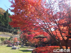 滝の口河川公園の紅葉