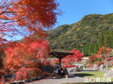 滝の口河川公園の紅葉