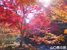 滝の口河川公園の紅葉