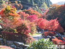 滝の口河川公園の紅葉