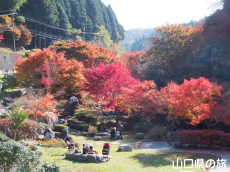 滝の口河川公園の紅葉