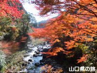 滝の口河川公園の紅葉