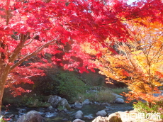 滝の口河川公園の紅葉