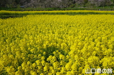 記念の杜の菜の花