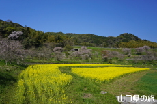 記念の杜の菜の花