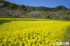 記念の杜の菜の花