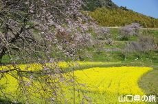 記念の杜の菜の花