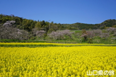 記念の杜の菜の花