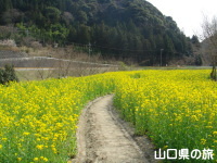米泉湖上流の菜の花畑