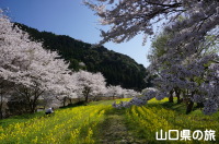 米泉湖上流の桜と菜の花