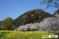 米泉湖上流の桜と菜の花