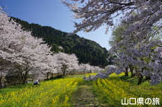 米泉湖花の広場の桜と菜の花