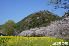 米泉湖花の広場の桜と菜の花