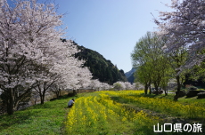 米泉湖花の広場の桜と菜の花