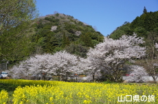米泉湖花の広場の桜と菜の花