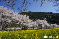 米泉湖花の広場の桜と菜の花