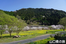 米泉湖花の広場の桜と菜の花