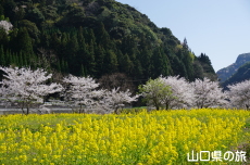 米泉湖花の広場の桜と菜の花