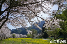 米泉湖花の広場の桜と菜の花