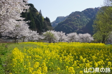 米泉湖花の広場の桜と菜の花