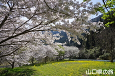 米泉湖花の広場の桜と菜の花
