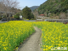 米泉湖上流の菜の花畑
