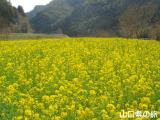米泉湖上流の菜の花畑