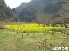 米泉湖上流の菜の花畑