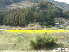 米泉湖上流の菜の花畑