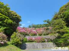 御屋敷山浄水場のつつじ