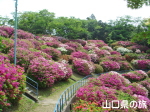 御屋敷山浄水場のつつじ