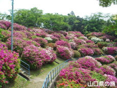 御屋敷山浄水場のつつじ