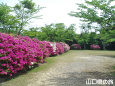 御屋敷山浄水場のつつじ
