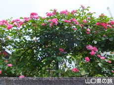 �l��̃o����