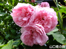 �l��̃o����