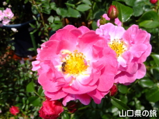 �l��̃o����