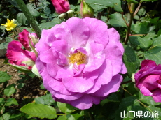 �l��̃o����