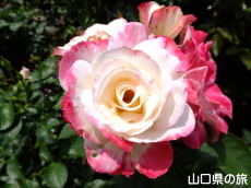 �l��̃o����