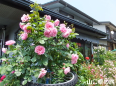 �l��̃o����