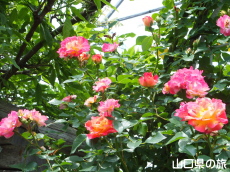 �l��̃o����