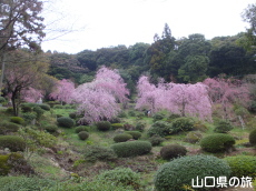 南原寺のしだれ桜